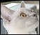Cat breeders indexed by cat breeds