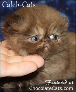 Caleb-Cats Chocolate Tortoiseshell Kitten